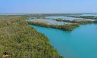 Hormozgan leads Iran in Mangrove Forest coverage