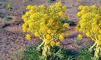 Asafoetida gains ground as water-smart cash crop in Khorasan Razavi