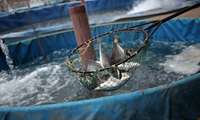 Freshwater aquaculture dominates Iran’s fish farming output