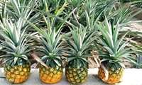 Chabahar achieves breakthrough in domestic pineapple production