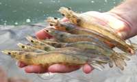 Bushehr to launch 100-million-capacity shrimp hatchery