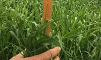 Iran unveils plan to produce up to 1.5m tons of forage using rainwater