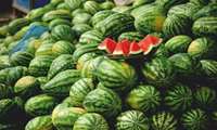 Over 400 tons of watermelons from southern Iran, official says 