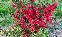 Mazandaran exports 90,000 ornamental plants to 6 countries