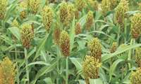 Sorghum forage gains strategic importance in Sistan and Baluchestan