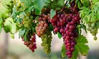 Modern irrigation raises grape yields in southern Iran 