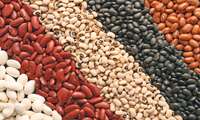Iran expands use of high-yield improved bean varieties