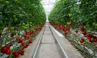 North Khorasan produces over 13,000 tons of greenhouse products annually