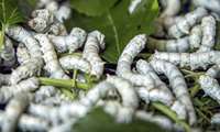 Iran harvests over 75 percent of silk cocoon crop as output set to reach 1,100 tons