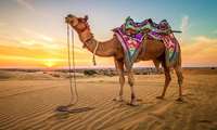 Turkmen camel breeding expands in Iran’s Golestan despite drought