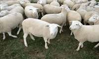 Gilan launches genetic improvement program to reduce miscarriages in nomadic sheep
