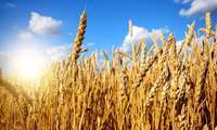 Wheat processing industries key to food security, official says