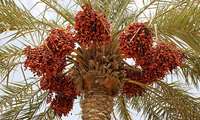 Iran moves to preserve date palm genetic resources: Report 