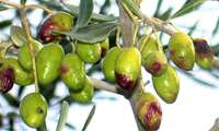 AREEO leads innovative olive pest control effort in Semnan