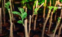 North Khorasan grows 120,000 mulberry saplings to revive silk industry
