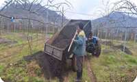 Researchers in Astara launch new method to improve kiwi fruits