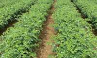 Chickpea forage key to sustainable soil health in East Azarbaijan’s rainfed farms: Official 