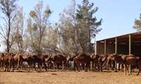 Shahroud a major hub in camel farming, official says 