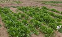 Iran identifies cold-tolerant canola, safflower genotypes