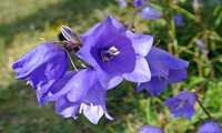 Rare ’Irish Bellflower’ successfully revived in Iran