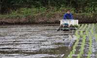 Iranian researchers pioneer water-smart rice farming as mechanized transplanting begins in Gilan 