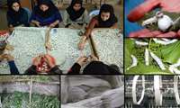 Iran ranks 8th globally in sericulture