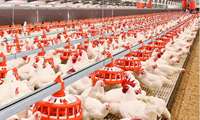 Iran plans to integrate poultry industry for sustainable production