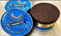 Golestan harvests 2 tons of farmed caviar for export
