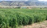 Dryland wheat trials show promising Genotypes