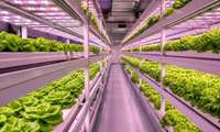 Plant factories expediting production of healthy agri food in Iran 