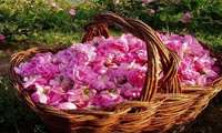 Iran identifies 40 Damask rose genotypes