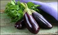 Iranian researchers develop commercial hybrid eggplant varieties