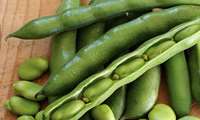 Researcher highlights importance of Fava bean cultivation 