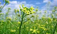 Camelina cultivation in Golestan surges 600 percent 