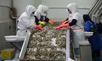 Bushehr exports 26,000 tons of aquatic products 