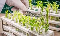 Iran launches backup for national gene bank, home to 8,000 plant species