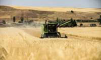 Wheat production projected to reach 13.5 million tons this year