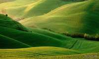 Over 8,600 rangeland plant species in Iran, official says 