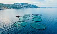 Khuzestan is Iran’s leading aquaculture hub, official says 