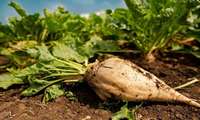 Sugar beet strategic crop for Iran’s sugar supply: Researcher 