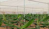 AREEO research institute achieves breakthrough in Banana tissue culture