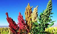 Iran unveils two new Quinoa varieties to tackle climate stress, malnutrition
