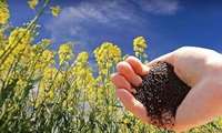 Iran achieves self-sufficiency in hybrid pepper, seed production