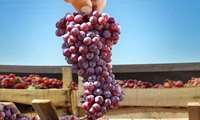 Kermanshah begins harvest of early-season Ruby Grapes