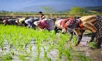 Iran unveils major rice initiative to cut import dependence