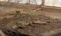 Iran’s only crocodile farm eyes tourism expansion, live exports