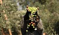 Iran’s Gilan province targets 25,000 tons of olive production 