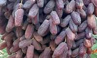 Fars begins date harvest, forecasts 450,000 tons of output