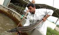 Sturgeon breeding revolution: Micro-caesarean techniques bring Beluga back to the Caspian