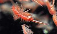 Artemia farming gains ground as Iran eyes sustainable aquaculture future
